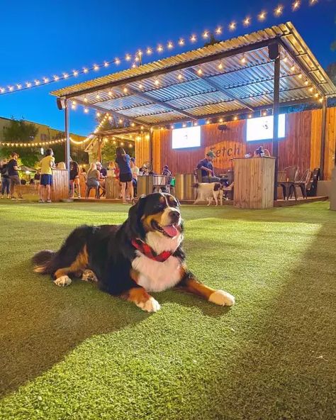 Dog Yard Ideas Backyards, Dog Yard Ideas, Dog Yards, Dog Park Design, Outdoor Dog Area, Dog Boarding Ideas, Indoor Dog Park, Dog Boarding Kennels, Pet Cafe