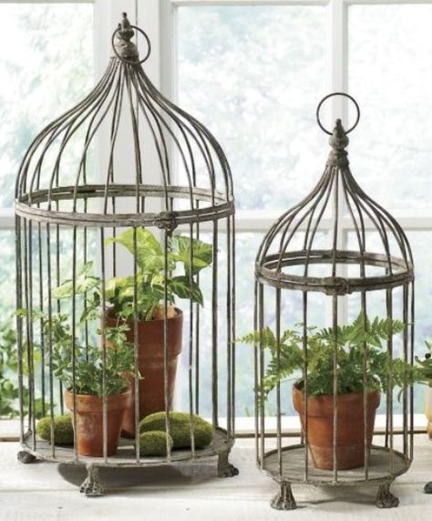 Using Bird Cages For Decor: 46 Beautiful Ideas | DigsDigs Birdcage Planter, Cage Decor, Small Bird Cage, Bird Cage Decor, Vintage Bird Cage, Decoration Originale, Bird Cages, Diy Plants, Vintage Birds