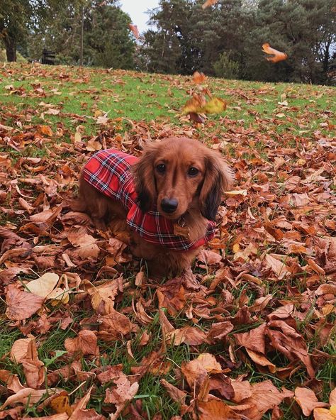 Animal Photoshoot, Autumn Animals, Baby Dachshund, Super Cute Puppies, Cute Fall Wallpaper, Instagram Autumn, Weenie Dogs, Pets 3, Miniature Dachshund