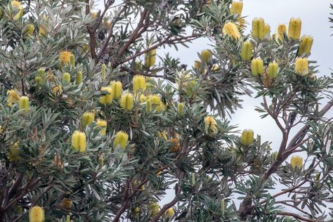 The coastal banksia has its roots in ancient Gondwana Banksia Integrifolia, Dr Seuss Garden, Black Cockatoo, Soil Types, Ultimate Backyard, Garden Bags, Australian Natives, Australian Native Flowers, Native Australians