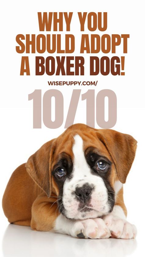 boxer dog Boxer Dog Pictures, Really Cute Puppies, The Boxer, Animal Pics, Boxer Dogs, Dog Breed, Dog Pictures, The Dog, Best Dogs