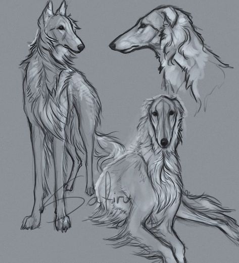 💙 #russianwolfhound #borzoi #sighthound #dog #doodle #sketch #digitalart #drawing #animal #pet #photoshop Borzoi Dog Drawing, Borzoi Drawing, Interesting Things To Draw, Borzoi Illustration, Borzoi Sketch, Borzoi Dog Art, Borzoi Dog Reference, Borzoi Side Profile, Werewolf Stories