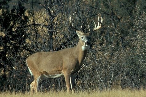 Nebraska State Mammal - White-tailed Deer White Tail Deer, Big Deer, Deer Hunting Tips, Crossbow Hunting, Nebraska State, Deer Pictures, Hunting Life, Horseback Rider, Deer Family