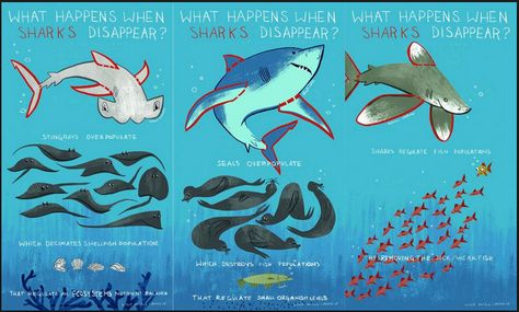 Marine Biology Jobs, Shark Information, Biology Drawing, Oceanography Marine Biology, Ocean Books, Save The Sharks, Shark Facts, Sea Creatures Art, Shark Lover