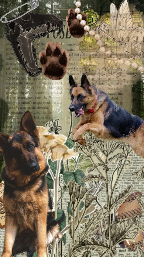 German Shepard <3 #vintage #nature #wallpaper #art #therian #therianwallpaper #germanshepard Vintage Nature Wallpaper, German Shepherd Wallpaper, Fox Background, Inspirational Animal Quotes, German Shepherd Art, Witchy Wallpaper, Mythical Animal, Fantasy Creatures Art, Wallpaper Art