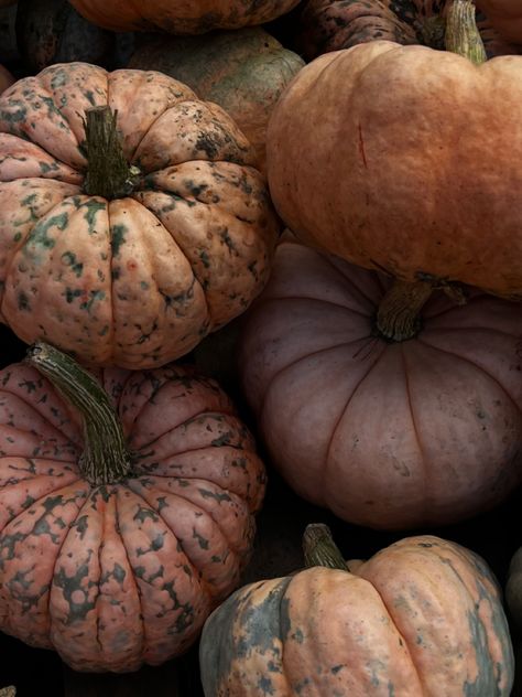 #fall #autumn #pumpkin Muted Autumn Aesthetic, Classy Autumn Aesthetic, Autumn Manifestation, Fall Esthetics, Soft Fall Aesthetic, Pumpkins Aesthetic, Autumn Hygge, Moody Autumn, Autumn Moodboard