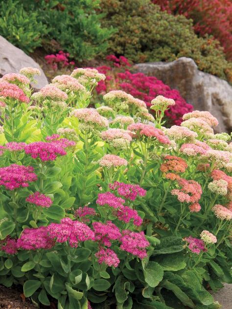 13 Great Low-Water Plants | HGTV Showy Stonecrop, Sedum Spectabile, Stonecrop Sedum, Low Water Plants, Low Water Gardening, Hgtv Garden, Autumn Foliage, Fall Flower, Ground Level