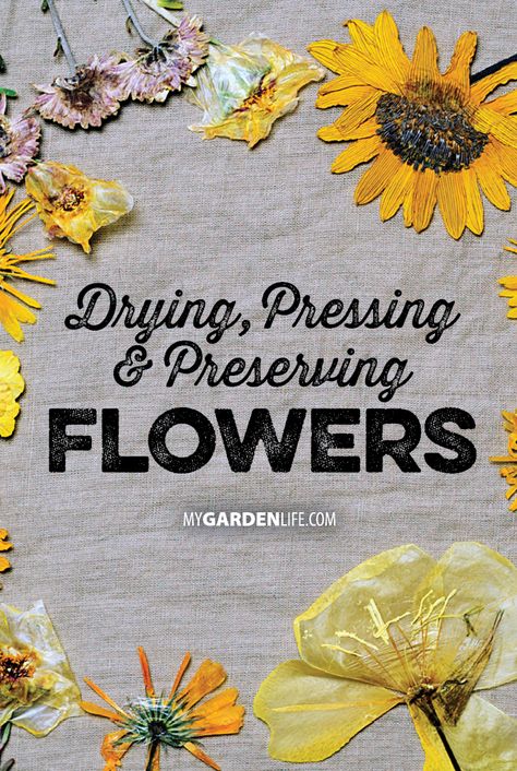 Dried Flowers Crafts, Preserving Flowers, Preserve Flowers, Dried Sunflowers, Pressed Flowers Diy, Flower Petal Art, Diy Steps, Dried Flowers Diy, Pressed Flower Crafts