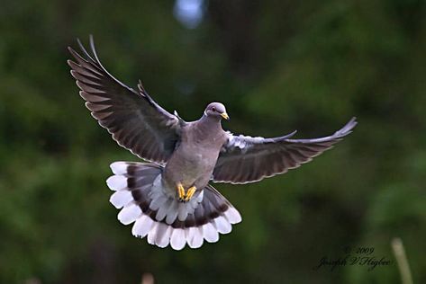 Band Tailed Pigeon, Pet Pigeon, Pigeon Pictures, Dove Pigeon, Bird Sanctuary, The Pigeon, Dove Bird, Life List, Sea Gull