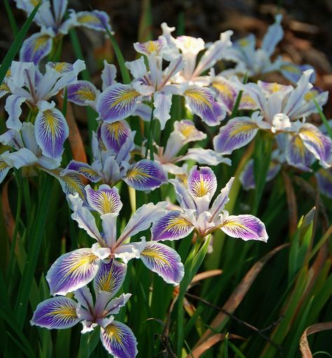 PCH Iris - Pacific Coast Hybrid Iris | Flickr - Photo Sharing! Pictures Of Violets, Iris Siberica, Iris Cristata, Caesars Brother Siberian Iris, Japanese Iris, Iris Pseudacorus, Variegated Iris, Lilies Of The Field, Iris Garden