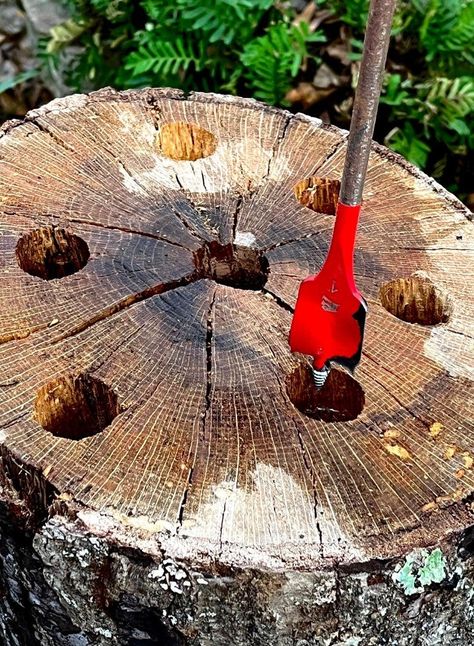 Tree Stump Grinder, Tree Root Removal, Kill Tree Stump, Tree Stumps Diy, Removing Tree Stumps, Lawn Food, Stump Grinder, Stump Removal, Tree Stumps