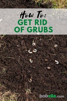 How To Get Rid Of Grubs In The Garden, Get Rid Of Grubs In Lawn, How To Get Rid Of Grubs In Lawn, Grubs How To Get Rid Of, Getting Rid Of Crickets, Deck Gardens, Grub Worms, Garden Critters, Lawn Mower Maintenance