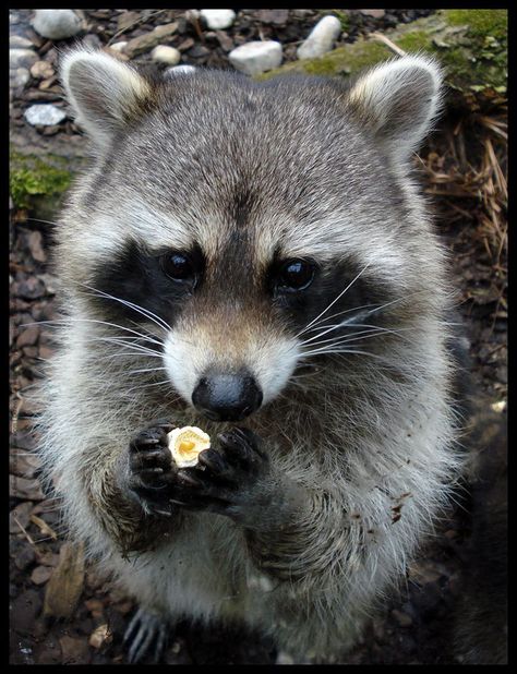 Raccoon eating popcorn. Look at that little trash panda's eyes!! Raccoon Eating, Eating Popcorn, Pet Raccoon, Cute Raccoon, Raccoon Funny, Trash Panda, Silly Animals, Racoon, Sweet Animals