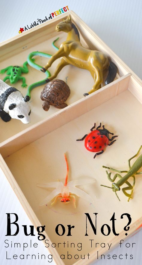 Bug or Not? Simple Sorting Tray for Learning about Insects (preschool, spring) Learning About Insects, Bug Activities, Preschool Spring, Insects Preschool, Bugs Preschool, Insect Activities, Insect Crafts, Insects Theme, Bug Crafts