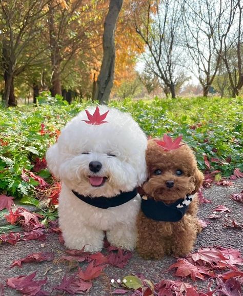 Cute Bichon Frise Puppies, Cute Bichon Frise, Silly Animal Pictures, Cute Puppy Names, Cute Puppy Breeds, Cute Small Animals, Cute Animals Puppies, Really Cute Dogs, Cute Dog Pictures