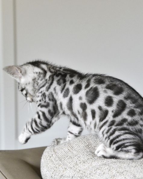 Bengal Cat Silver, Bengal Cat Black, Grey Bengal Cat, Black Bengal Cat, Silver Bengal Cat, White Bengal Cat, Gato Bengali, Silver Bengal, Bengal Kittens