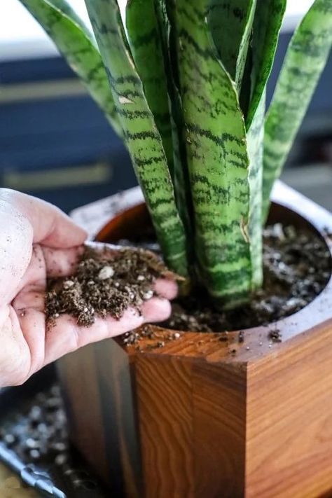 Propagate Aloe Vera, Soil Recipe, Snake Plant Indoor, Indoor Tropical Plants, Snake Plant Care, Garden Therapy, Fertilizer For Plants, Propagating Plants, House Plants Indoor