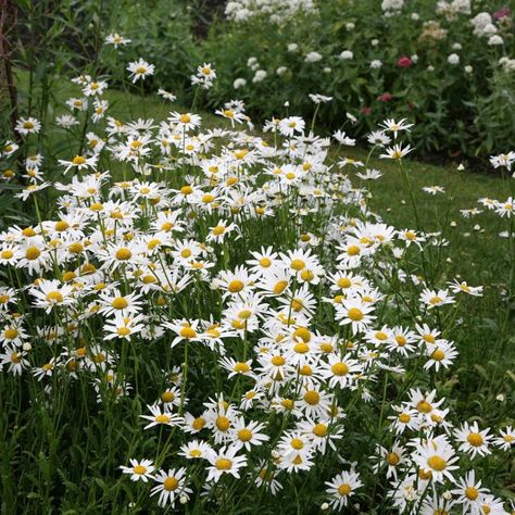 Daisy, Daisy - Biodynamic Gardening Allotment Flowers, Ox Eye Daisy, Garden Flooring, Cedar Cottage, Chelsea 2023, Oxeye Daisy, Lilac Garden, Daisy Garden, West Facing Garden