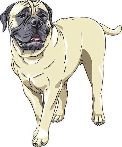 Bull Mastiff Dogs, Dogs Cartoon, Boxer Breed, Dog Clip Art, Dog Illustrations, Shar Pei Dog, Sketch Portrait, Royalty Free Clipart, Mastiff Dogs