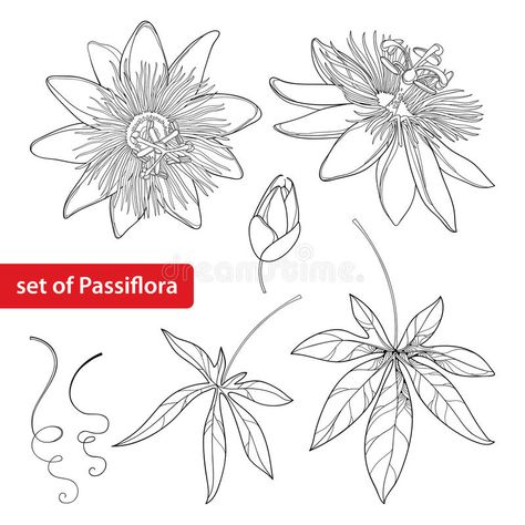 Floral Stencils, Passion Fruit Flower, Underwater Flowers, P Tattoo, Passion Flowers, Native Tattoos, Flower Art Drawing, Simple Line Drawings, Deep Art