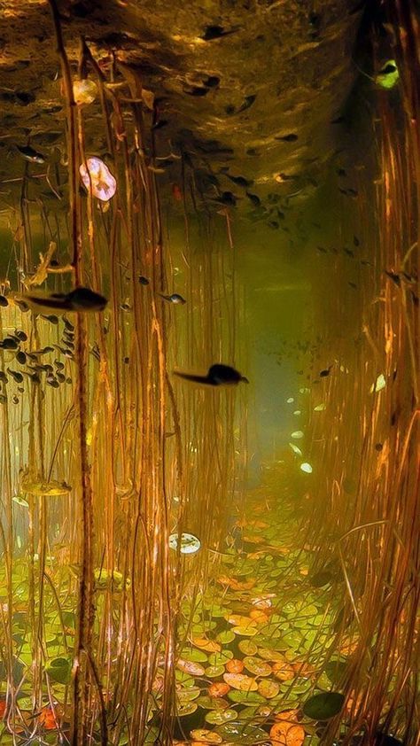 Wallpaper Deep, Royal Life, Ethereal Art, Rare Photos, Nature Aesthetic, Water Lilies, Underworld, Surreal Art, Hd Wallpapers