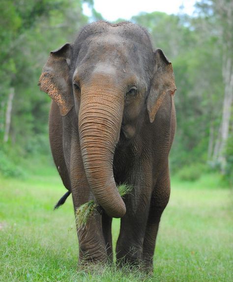 Asian Elephant Asian Elephants, Elephant India, Elephant Images, Elephant Face, Elephants Photos, Crafts Origami, Lion King Simba, Goddess Decor, Animal References