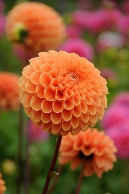 Dahlia Sylvia, Flower Dahlia, Dahlias Garden, Growing Dahlias, Orange Plant, Cut Flower Garden, Dahlia Flower, Orange Flower, Exotic Flowers