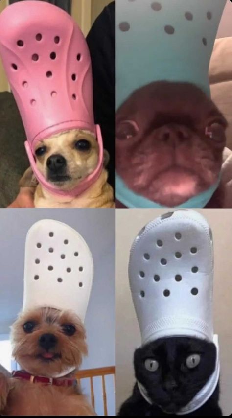 Funny Matching Pfp For 4 Best Friends, Dogs In Crocs, Matching Pfp 4 Friends, Floating Pool Flowers, Pool Flowers, Room Cleaning Tips, Trio Matching, 4 Best Friends, Room Cleaning