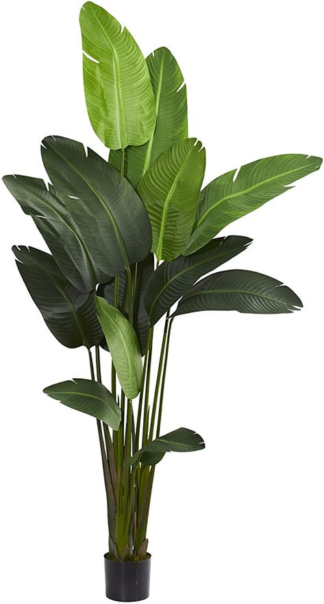 Plant Garden Ideas, Indoor Plant Garden, Garden Ideas Indoor, Travelers Palm, Banana Leaf Tree, Decoration Plants, Travellers Palm, Paradise Plant, Planting Tips