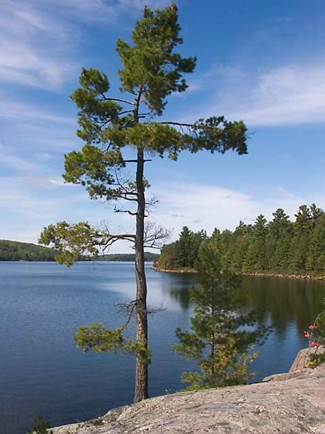 White Pine on Grand Lake Jack Pine Tree, Cherry Blossom Tree Tattoo, Canadian Shield, Palm Tree Background, Jack Pine, Tree Of Life Artwork, Blossom Tree Tattoo, Pine Tree Silhouette, Pine Tree Art