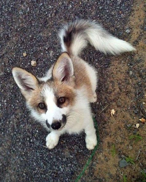 Canadian Marble Fox Marble Fox Photography, Fox Breeds, Cute Foxes, Fox Pictures, Pet Fox, Cool Animals, Rare Animals, Pretty Animals, Silly Animals