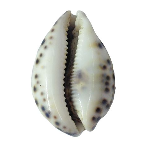 Shell Reference Photo, African Shells, Cowrie Shell Tattoo, Shell Reference, Shell Png, Art Coursework, Cowry Shell, Image Collage, Flower Icons