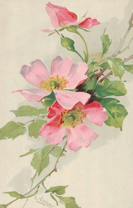 Eglantine Catherine Klein, Illustration Botanique, 수채화 그림, Images Vintage, China Painting, Rose Painting, Arte Floral, Flower Illustration, Floral Illustrations