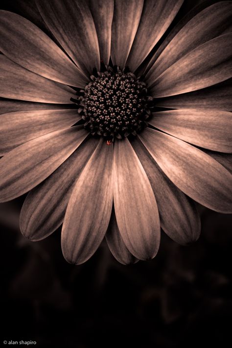 Finding needles in haystacks monochrome 2    From my upcoming book: "Moments in the monochrome garden"    ©2012 Alan Shapiro Black Flower Background Aesthetic, Flower With Black Background Wallpaper, Black Background With White Flowers, White Flowers With Black Background, Aesthetic Flowers Black And White, Sunflower Wallpaper, Photo Images, Flower Iphone Wallpaper, Watch Wallpaper