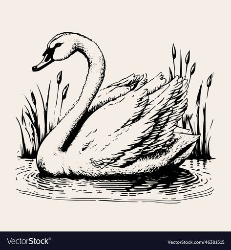 Swan Vector, Pond Drawing, Swan Drawing, Swan Tattoo, Swans Art, Realistic Sketch, Vintage Illustration Art, Water Drawing, White Swan