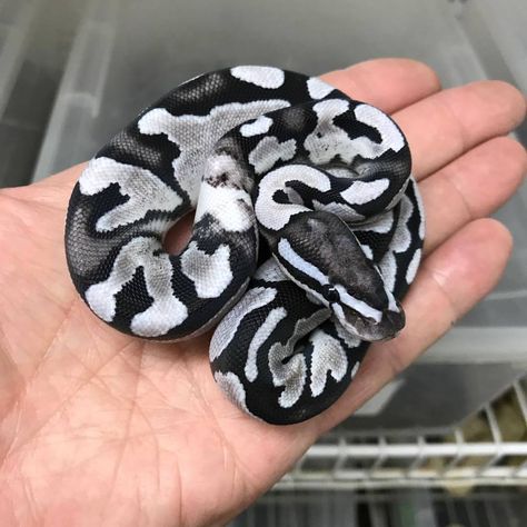 Black and White Ball Python (MJ Axanthic Fire possibly also OD).  Credit: Markus Jayne Ball Pythons Silly Reptiles, Snake Colors, Snake Terrarium, Pet Snakes, Danger Noodles, Danger Noodle, Pretty Snakes, Colorful Snakes, Reptile Room