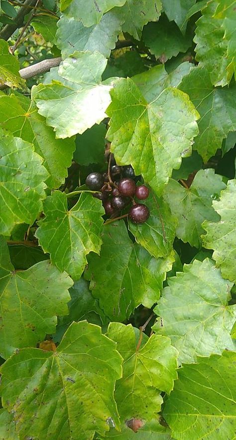 Florida Native Plants, How To Make Jelly, Grape Uses, Native Plant Gardening, Plant Growing, Ripe Fruit, Growing Grapes, Gourmet Cooking, Sweet Wine