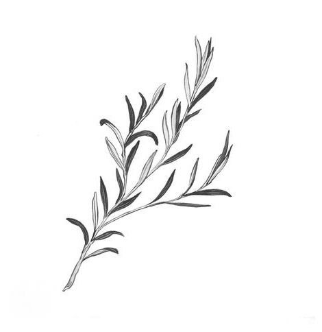 Rosemary Sketch, Rosemary Tattoo, Botanical Tattoo, Pop Art Posters, Little Tattoos, Skin Art, Art Posters, Botanical Illustration, Botanical Art