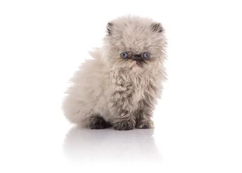 Himalayan Cat Breed Info: Pictures, Temperament & Traits - Excited Cats Himalayan Cats, Excited Cat, Himalayan Kitten, Himalayan Cat, Mother Cat, Cat Breed, Take A Nap, Himalayan, Personalities