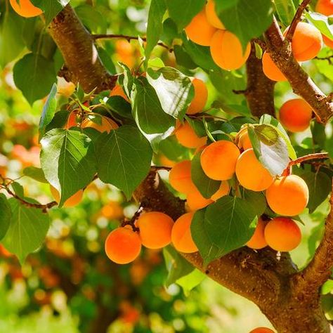 Apricot Trees for Sale | FastGrowingTrees.com Apricot Trees, Apricot Tree, Fruit Orange, Fast Growing Trees, Summer Fragrance, Apple Harvest, Unique Trees, Deciduous Trees, Growing Tree