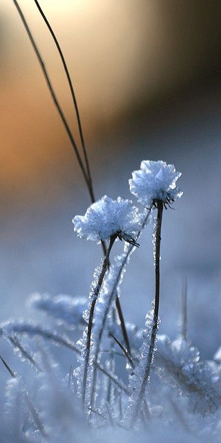 Winter beauty - Snow forms ice crystal flowers on blades of grass in a winter field. Winter Szenen, I Love Winter, Ice Crystals, Winter Nature, Airbrush Art, Winter Magic, Winter Scenery, Winter Beauty, Winter Flowers