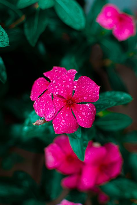 A small droplet of rain in the flower after a heavy rainfall. #nepal @1800flowers #nikon #photography Rain And Flowers Photography, Flower In Rain Photography, Rain Flowers Aesthetic, Flowers After Rain, Rainy Day Photos, Background Editing, Heavy Rainfall, No Rain No Flowers, Rain Photography