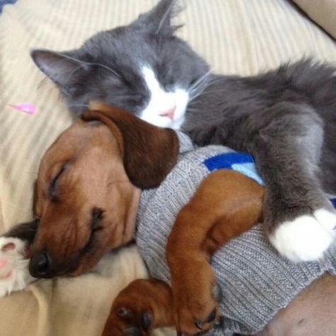 Cute Cats Pics, Dachshund Funny, Animals Friendship, Weenie Dogs, Dachshund Love, Cat And Dog, Cute Animal Pictures, Sweet Animals, 귀여운 동물