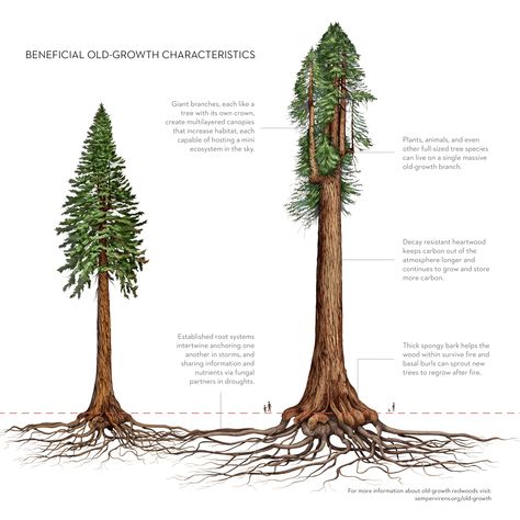 Redwoods and Climate Part 4 - Sempervirens Fund Sequoia Sempervirens, Big Basin, Drawing Tree, Coastal Redwood, Santa Cruz Mountains, Its Too Late, The Redwoods, Redwood Tree, Redwood Forest