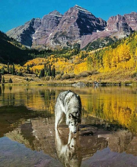 Wolf Maroon Bells Wolf Drinking Water, Reflection Pictures, Unusual Pictures, Water Tattoo, Maroon Bells, Colorado Hiking, Beautiful Wolves, Wolf Dog, Wolf Art