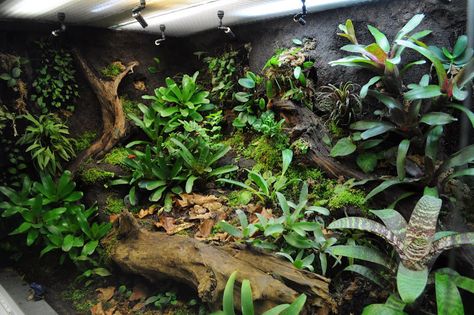 Construction journal - big display tank | Page 3 | Dendroboard Vivarium Cabinet, Vertical Vivarium, Terrarium Cabinet, Big Terrarium, Snake Tanks, Dart Frog Terrarium, Dart Frog Vivarium, Gecko Vivarium, Vivarium Ideas