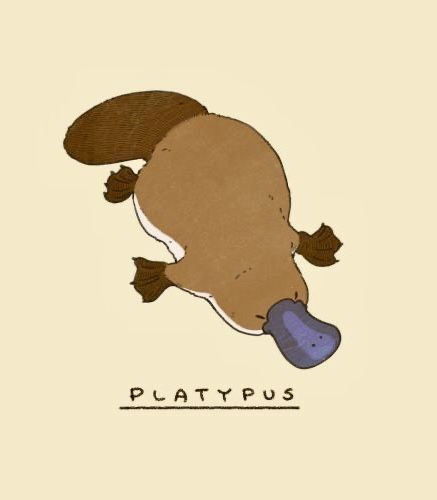 Baby Platypus, Cat Anatomy, Platypus, Concept Art Drawing, Cute Little Drawings, Christmas Paintings, Pretty And Cute, Cute Little Animals, Creature Art