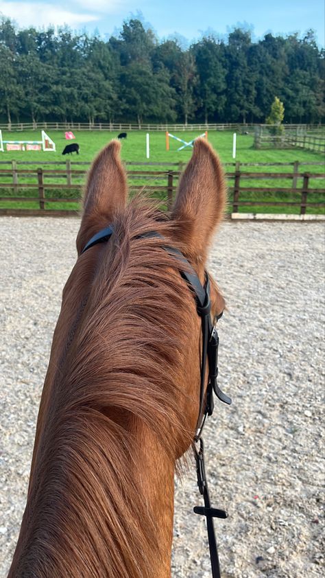 Chestnut Horse Aesthetic, Fursona Moodboard, Chestnut Horses, Irish Sport Horse, Chestnut Mare, Show Jumping Horses, Cute Horse Pictures, Horse Chestnut, Dream Horse