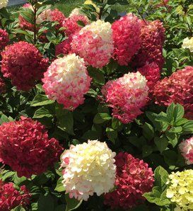 Little Lime Punch Hydrangea, Horticulture Projects, Little Lime Hydrangea, Hardy Hydrangea, Hydrangea Shrub, Tattoo Plant, Aesthetic Plants, Lime Punch, Panicle Hydrangea