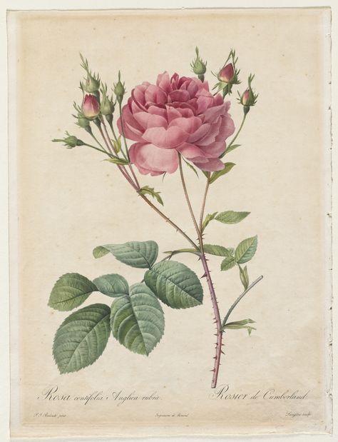 Rosa Centifolia Anglica Rubra : Henry Joseph Redouté (French, 1766-1853) : Free Download, Borrow, and Streaming : Internet Archive Classic Art Prints, Illustration Botanique, Vintage Botanical Prints, Desenho Tattoo, Botanical Drawings, Rose Art, Arte Floral, Botanical Flowers, Vintage Botanical